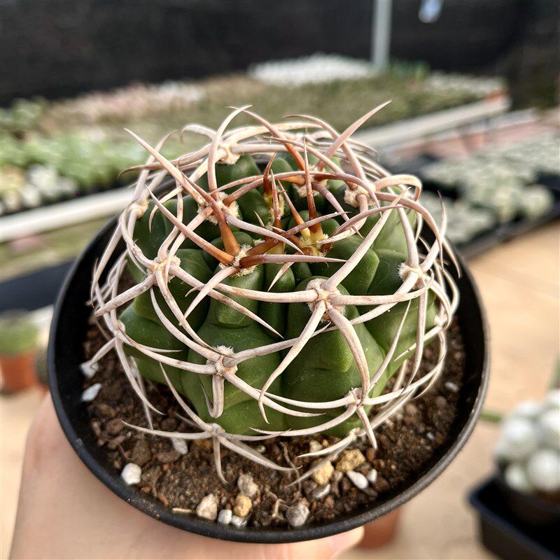 大颗碧岩玉实生仙人球一物一拍狂刺仙人掌多肉植物盆栽阳台绿植花