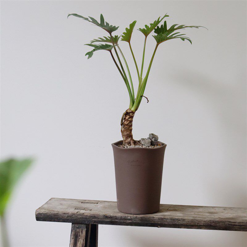 苏太植物 龙鳞春羽老桩盆栽 网红植物 室内好养 客厅玄关绿植