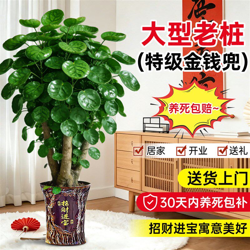 金钱兜福禄桐大型绿植盆栽客厅高级感金钱树发财树办公室内旺宅树