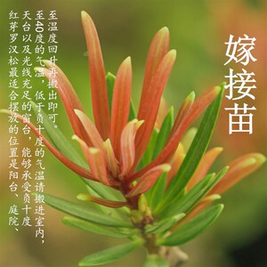 新款海岛红芽太子妃罗汉松盆景素材四季盆栽植物净化空气庭院阳台