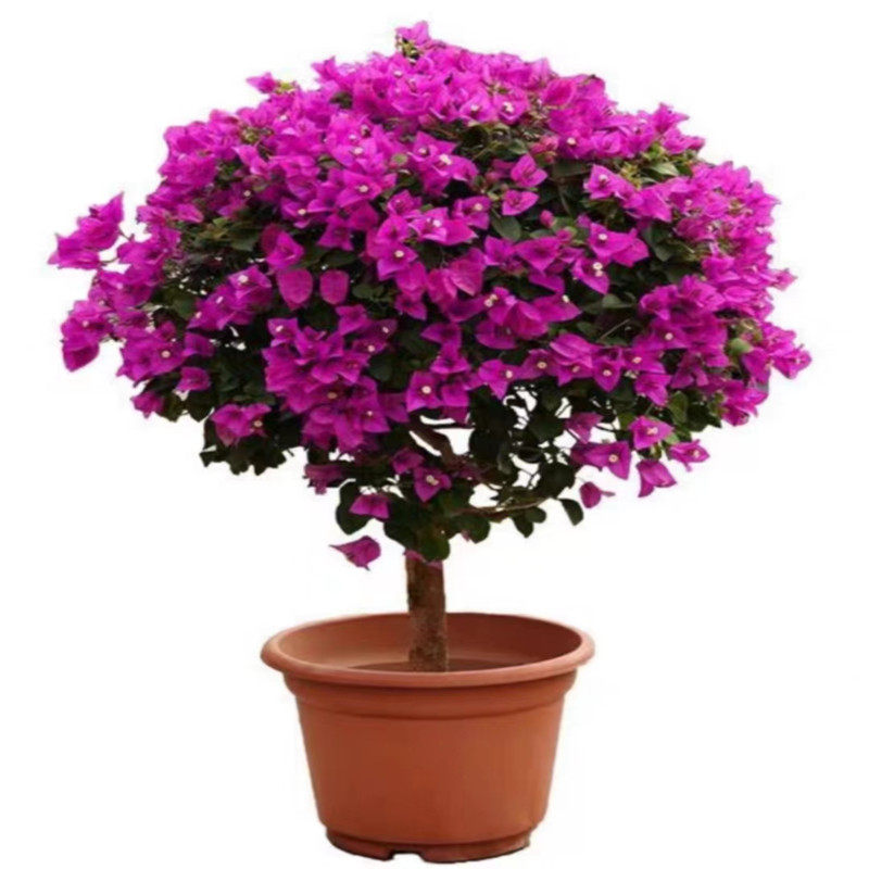 三角梅盆栽带花发货棒棒糖老桩四季开花绿植阳台庭院耐热好养花卉