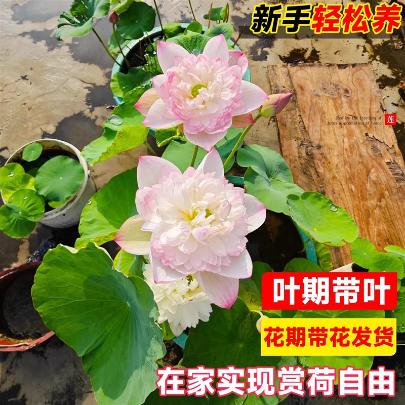 荷花种藕观赏盆栽大型莲花苗缸养莲藕池塘四季大花卉水培碗莲睡莲