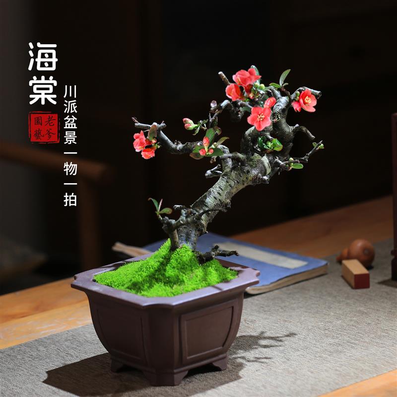贴梗海棠花盆栽会开花好养易活阳台庭院花卉一物一拍老桩植物造型