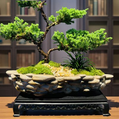 五层真柏老庄盆栽室内家居好养绿植玄关办公室桌面摆件迎客松盆景