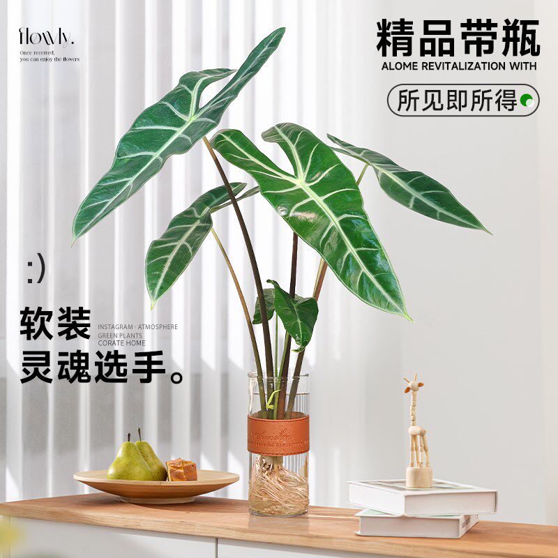 银脉箭叶海芋水培植物剑叶海芋热植室内好养四季懒人水养绿植客厅