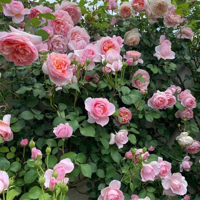 舍农索城堡的女人们藤本月季花大苗爬藤四季开花原盆原土带花发货