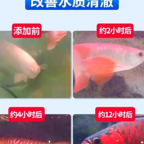 鱼缸净水剂一滴清水质净化稳定清水剂养鱼水质清澈硝化细菌鱼缸用