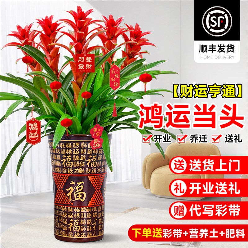 鸿运当头盆栽客厅办公室内四季常青大型绿植富贵花卉发财树大盆栽