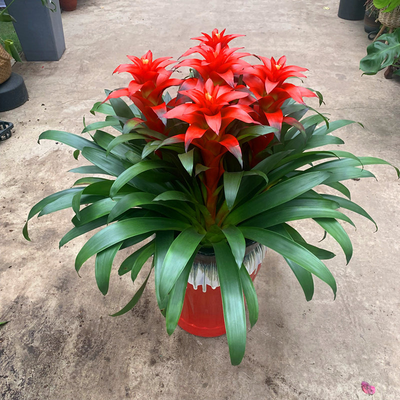 天津鸿运当头大型盆栽绿植开业公司乔迁送客户客厅植物凤梨盆栽花