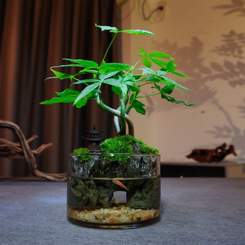 发财树小盆栽招财绿植盆景客厅办公室内桌面苔藓微景观摆件送礼