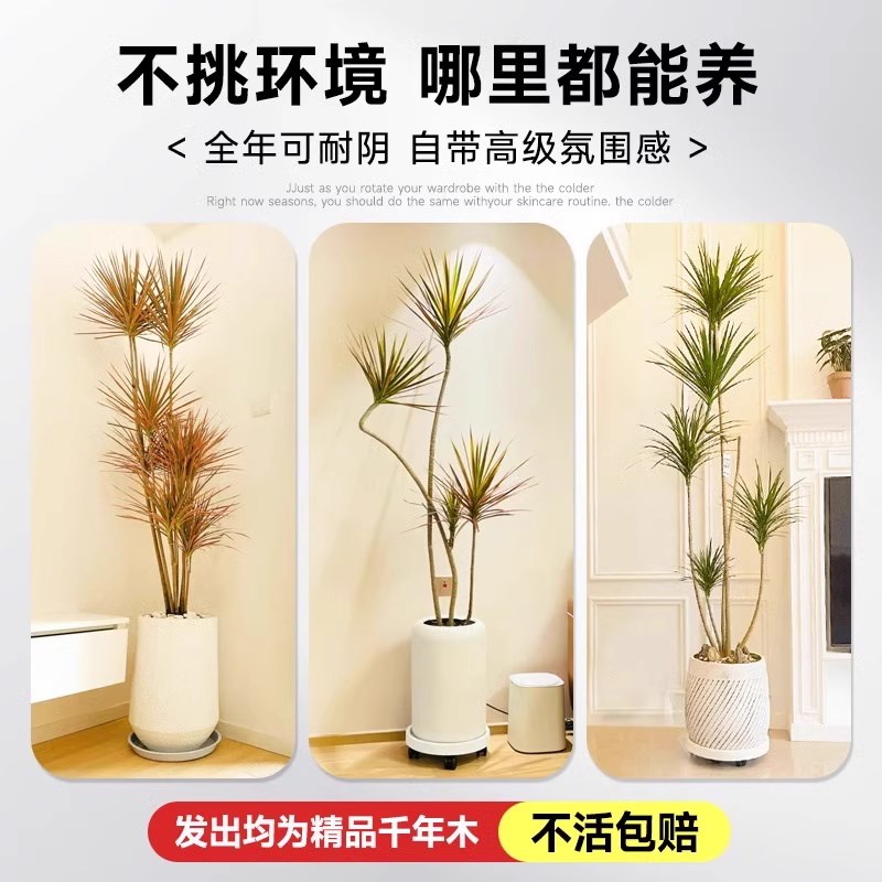 千年木客厅绿植大型植物盆栽室内落地式造景好养真树七彩铁龙血树