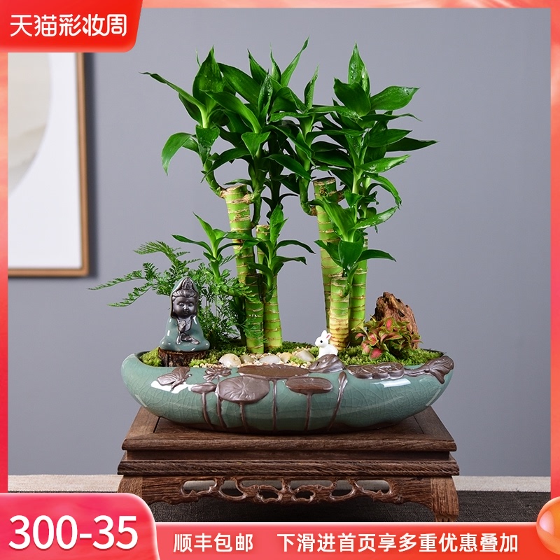 节节高富贵竹植物客厅转运绿植盆栽办公室内桌面好养盆景四季常青