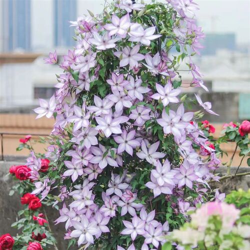 铁线莲中苗阳台庭院爬藤楼顶花卉植物乌托邦大河小绿倒影魔法喷泉