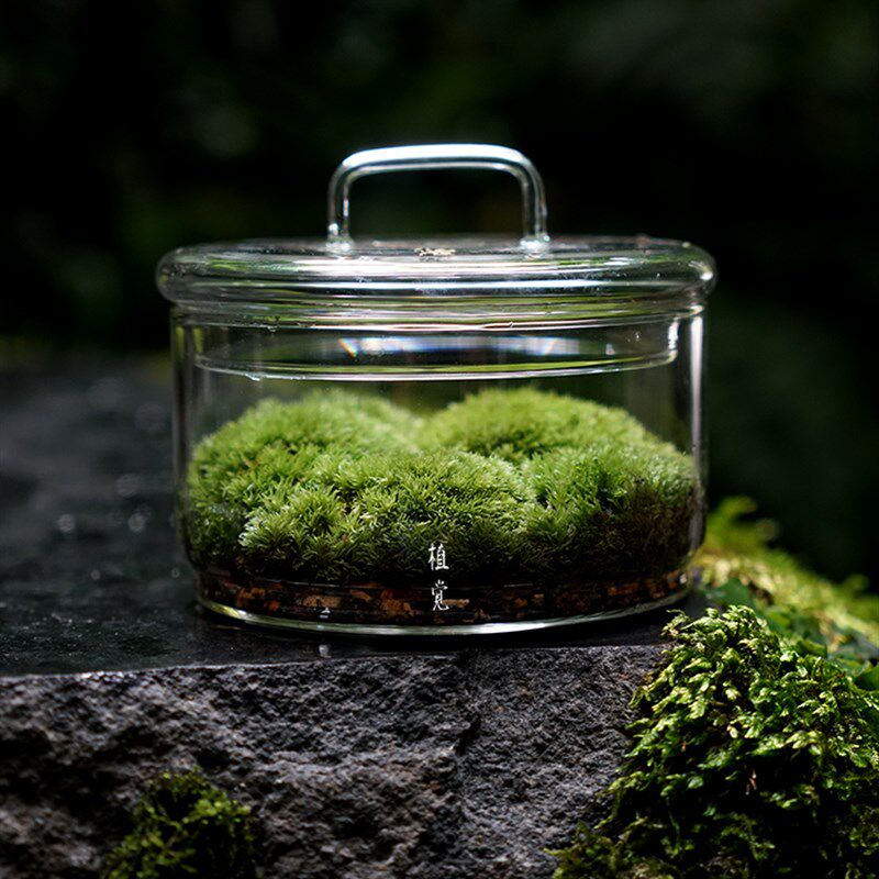 植觉 圆 苔藓微景观DIY创意盆景桌面装饰植物青苔鲜活