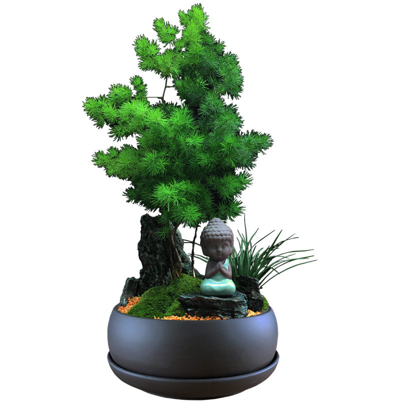 蓬莱松盆栽植物室内大客厅招财四季绿植花卉办公室好养易活真盆景