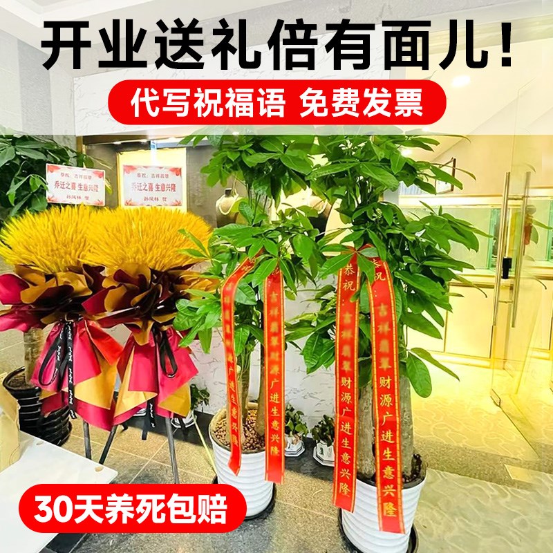 步步高发财树大棵盆栽室内绿植办公室开业送礼三杆招财树大型盆景