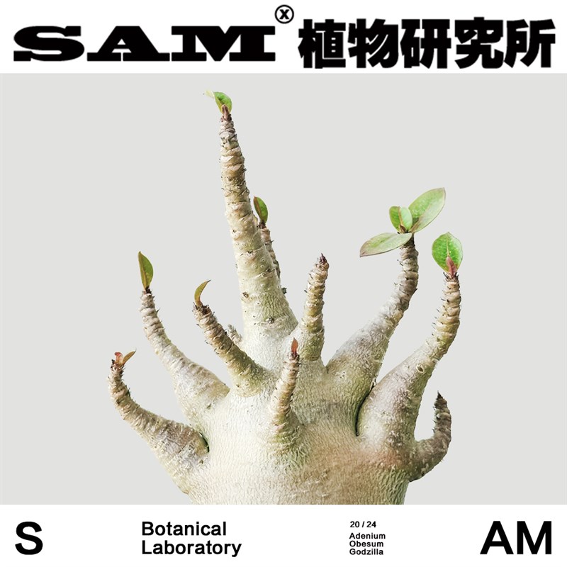哥斯拉沙漠玫瑰/潮流块根/网红植物/INS绿植/喜光耐晒易养护盆栽