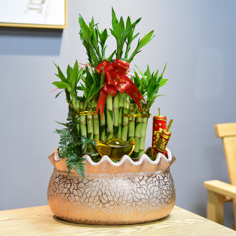 富贵竹节节高塔竹子带根盆栽转运招财绿植物室内客厅年宵花卉盆景