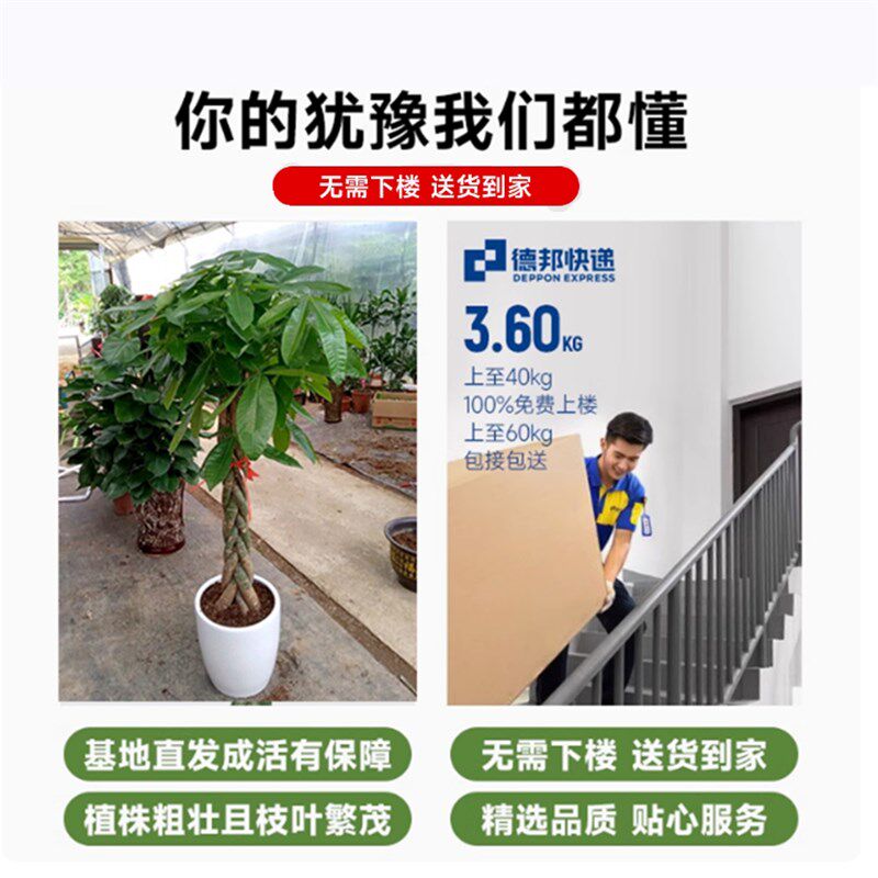发财树盆栽大棵客厅前台步步高招财树大型绿植物办公室内乔迁开业