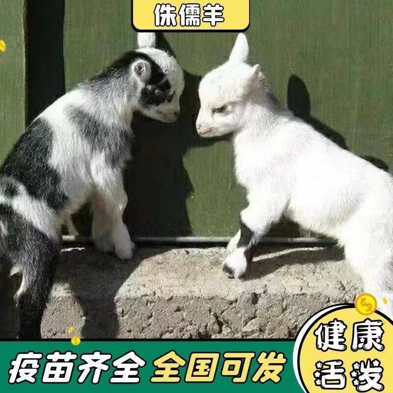 宠物羊小羊羔俾格侏儒羊活苗网红侏儒羊活物羊仔养殖技术柯尔鸭
