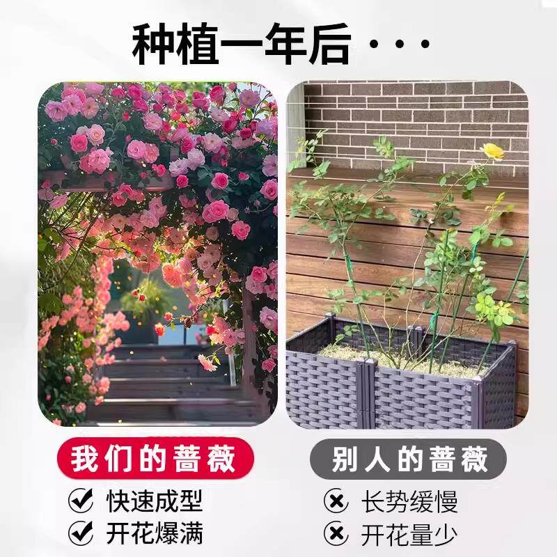 【1米6大苗】蔷薇花苗藤本月季特大花爬藤植物四季花卉盆栽玫瑰花