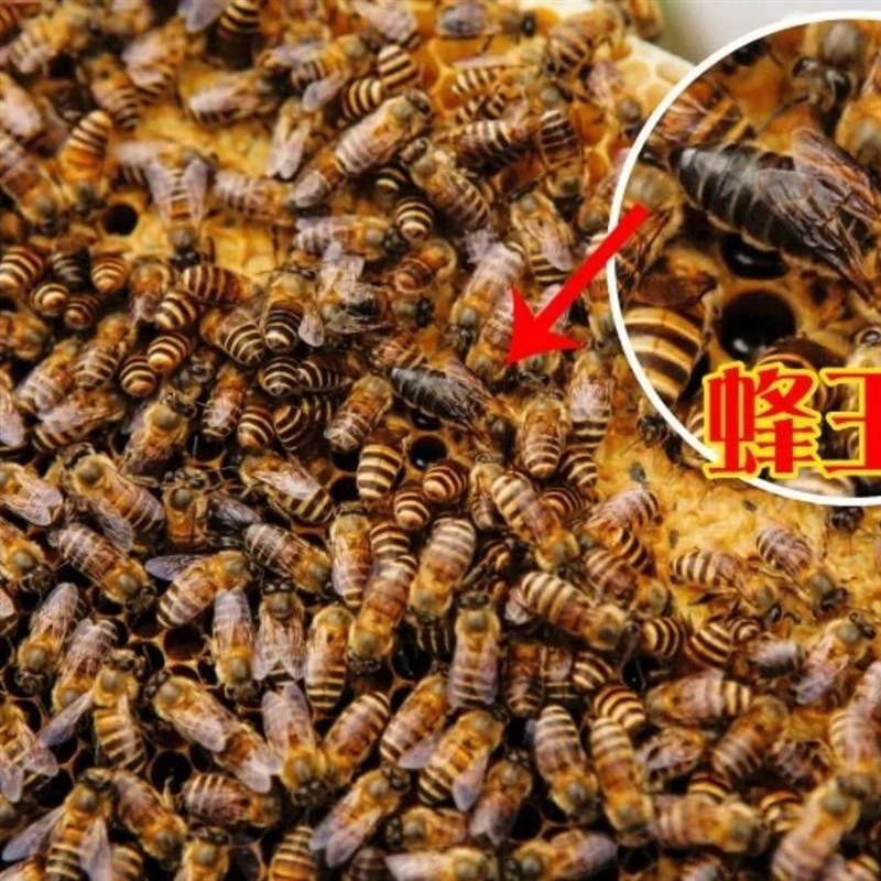 顺丰京东包邮中蜂蜂群带脾带箱中华蜜蜂蜂王活体蜜蜂蜂群中蜂蜜蜂