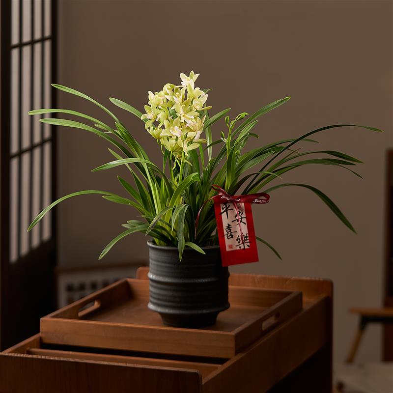【带花苞】香水兰花蕙兰盆栽办公室内兰花植物年宵花客厅桌面花卉