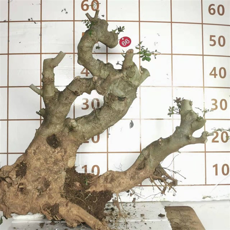 对节白蜡盆景半成品老桩素材容活楼顶庭院阳台绿植吸甲醛