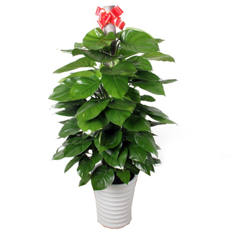 大叶绿萝盆栽 新居客厅除味吸甲醛室内植物 办公室绿植绿萝柱盆栽