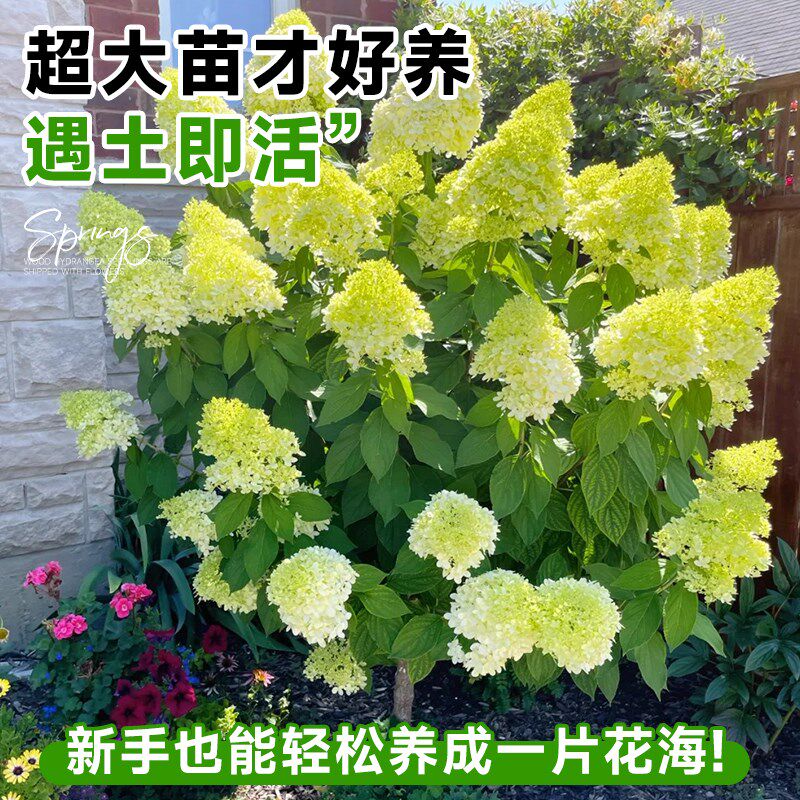 圆锥绣球花苗四季开花室外石灰灯树苗盆栽带花苞香草草莓花卉植物