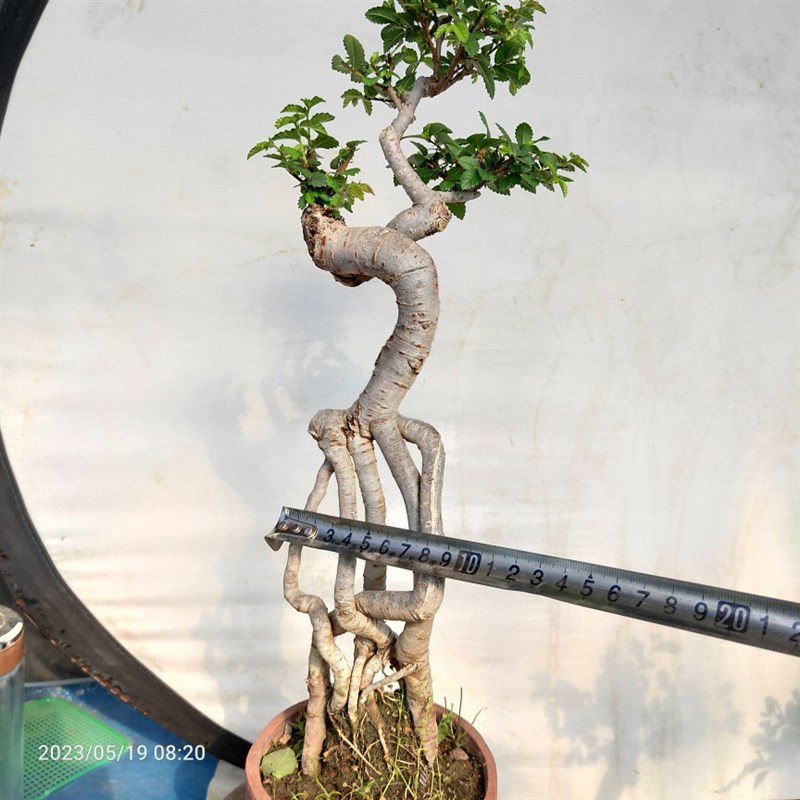 榆树盆景小叶榔榆高提根绿植盆栽榆钱树疙瘩阳台庭院茶几耐寒喜阳