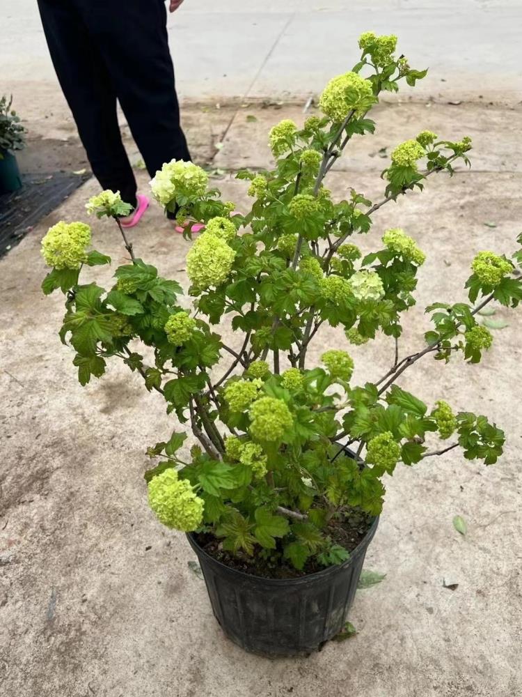进口欧洲玫瑰木绣球花苗庭院花园地栽树苗耐寒耐热花卉植物花量大