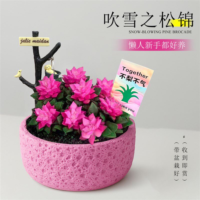 吹雪之松锦多肉植物室内绿植花卉组合盆栽幼儿园DIY手工摆件礼物