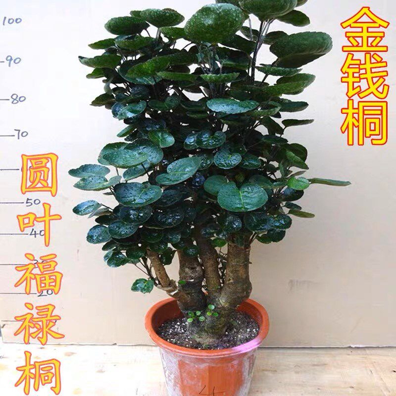 金钱兜盆栽大树老桩圆叶福禄桐盆景植物客厅室内四季常青绿植花卉