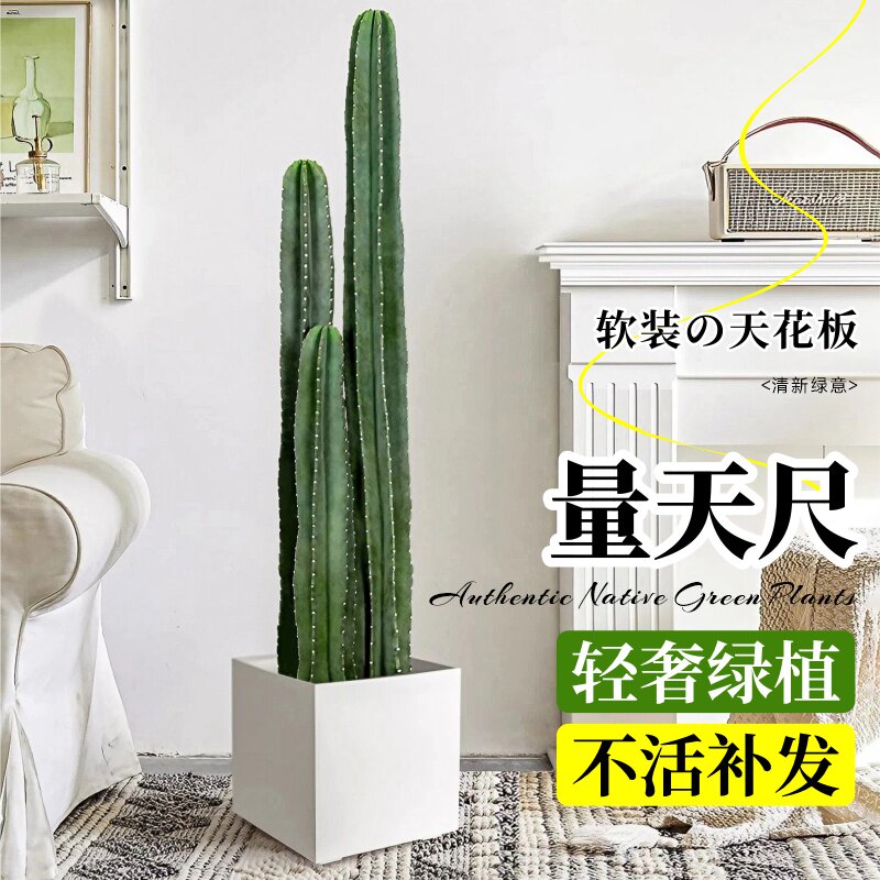 量天尺仙人柱绿植仙人掌盆栽室内客厅办公室落地大型多肉植物好养