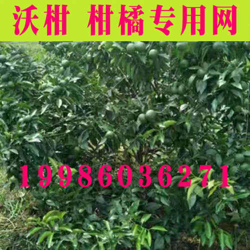罗汉果网百香果网专用网爬藤网棚架网植物攀爬网沃柑支撑网种植网