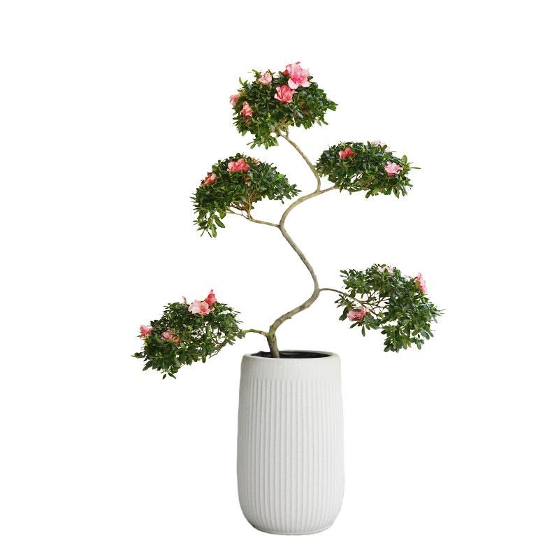 金叶子造型游龙杜鹃花盆栽盆景室内外绿植花卉一帆风顺西玛小桃红