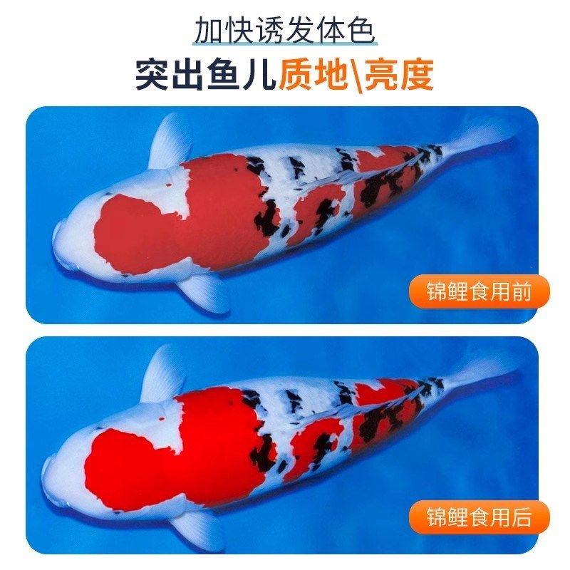 红鲲锦鲤鱼专用饲料四合一鱼食不浑水增色增体观赏鱼粮锦鲤鱼饲料
