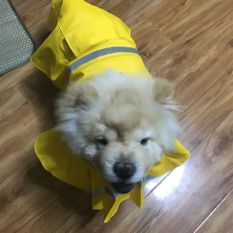 海盗狗新款黄色英伦松狮雨衣狗狗雨披宠物大中型犬定制防水
