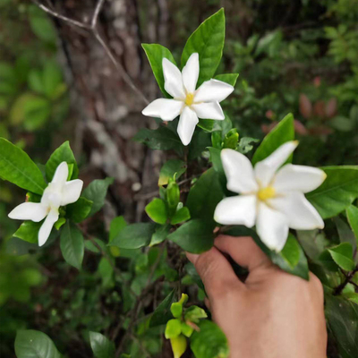 黄栀子树苗农村山上现挖盆栽地栽庭院山栀子花中药材包活单瓣