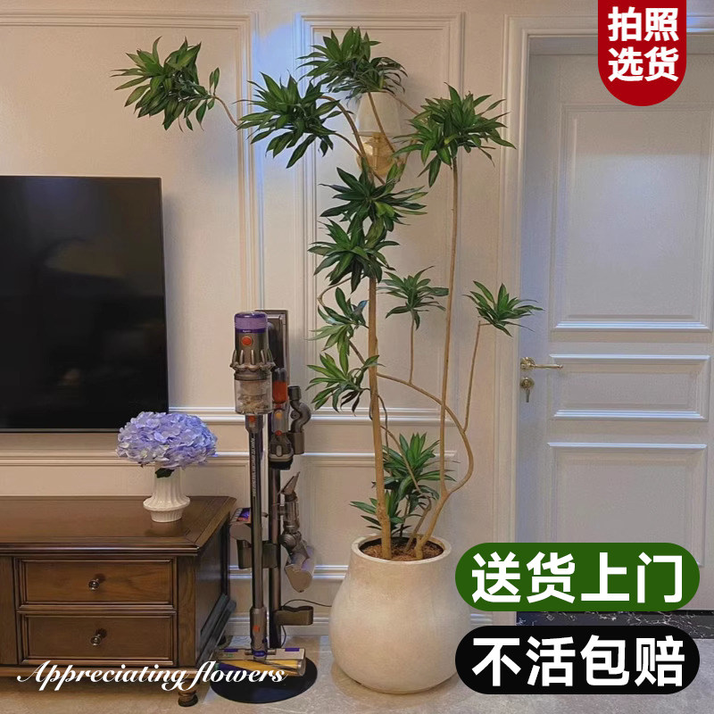 金心百合竹真绿植室内大型植物盆栽客厅落地盆景办公室龙血树好养