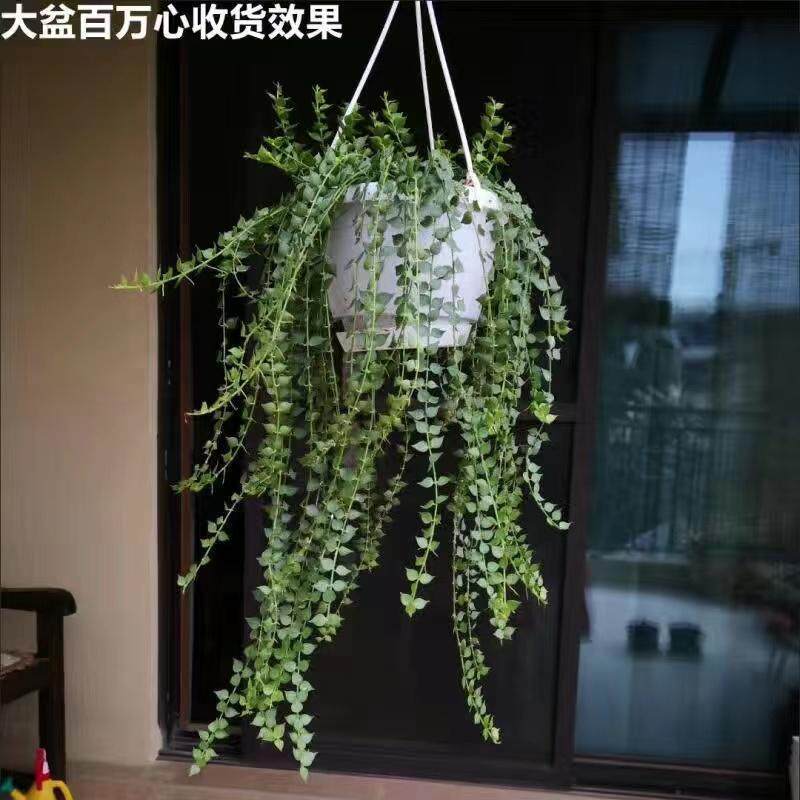 百万心吊兰 多肉垂吊植物 室内桌面绿植