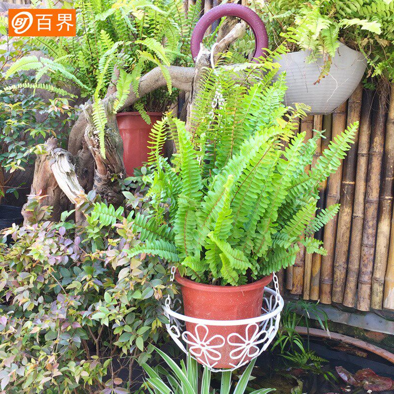 百界田园白色铁艺吊篮花架 阳台庭院悬挂花架 吊兰绿萝花架子挂式