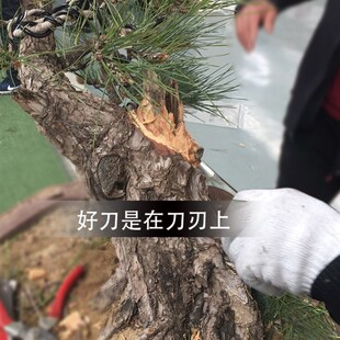 盆景凿子雕疤锤子松柏专用舍利制作挑刀雕刻刀敲疤痕工具老桩造型