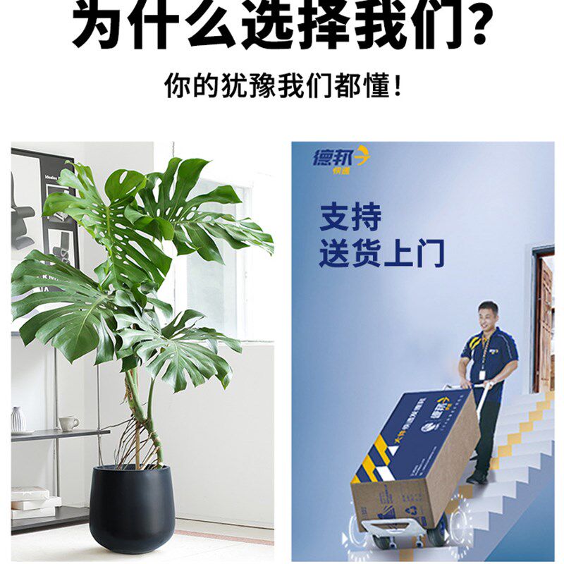 大叶龟背竹绿植客厅老桩盆栽植物室内大型落地办公室盆景高级巨型