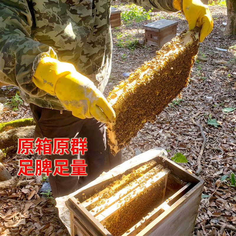 中蜂蜂群广西中蜂中华种蜂养殖带箱新开产蜂王带子脾蜜蜂活群蜜蜂