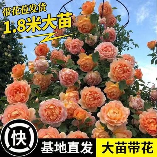 爬藤月季特大四季开花藤本月季蔷薇花苗爬藤庭院大花阳台花卉盆栽
