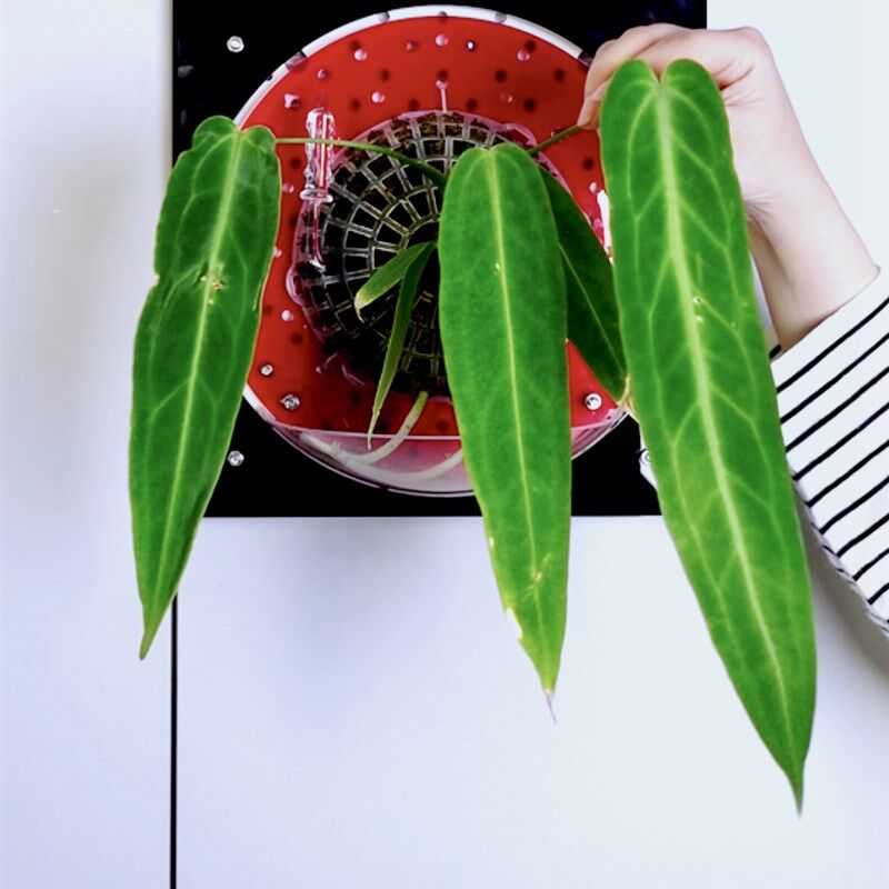 【大号套装】蝴蝶兰鹿角蕨植物上墙上板板植定植相框花盆墙面装饰