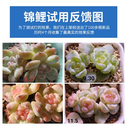 透镜款多肉补光灯室内植物生长灯花卉绿植全光谱LED灯排补光灯