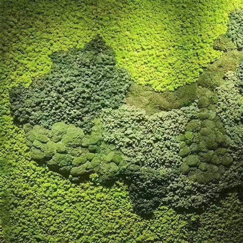 永生苔藓鹿角藓仿真植物白发藓大灰藓室内造景装饰铺底面高端绿植